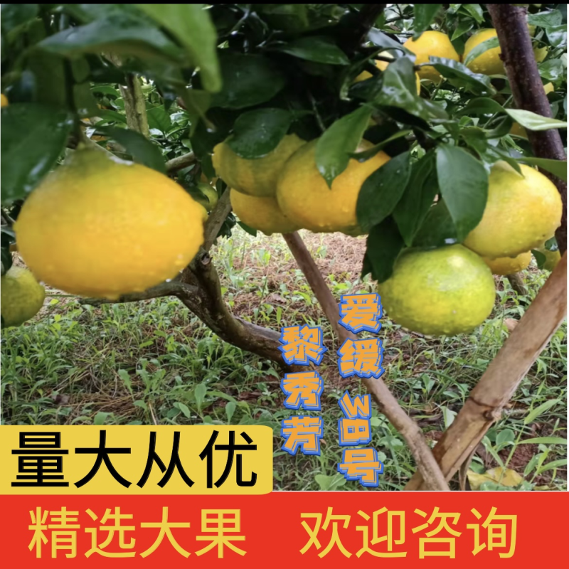爱媛38果冻橙，长期供应，欢迎订购，量大从优。