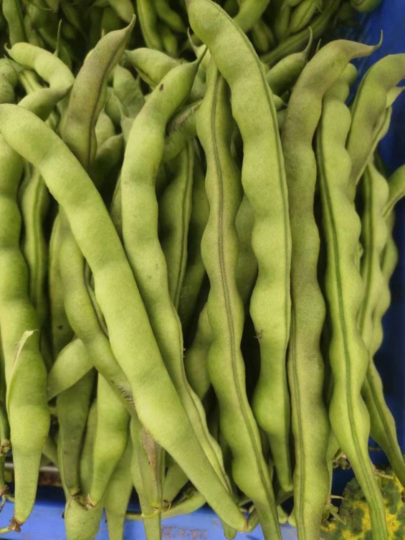 大青豆也是九米豆