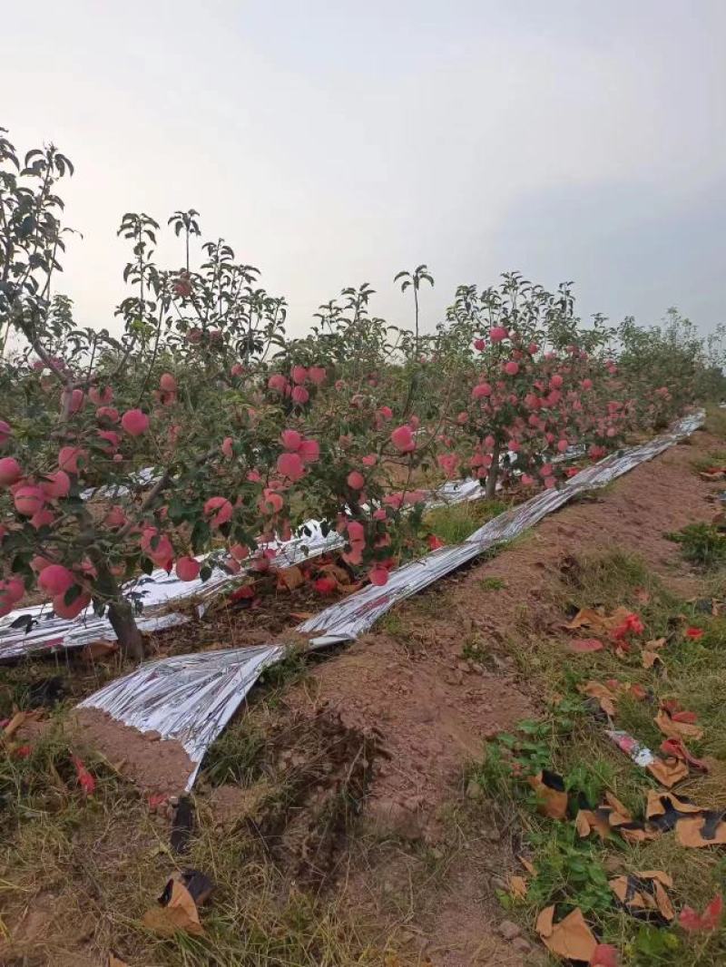 辽宁绥中产地寒富苹果大量上市