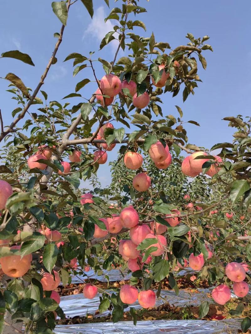 辽宁绥中产地寒富苹果大量上市