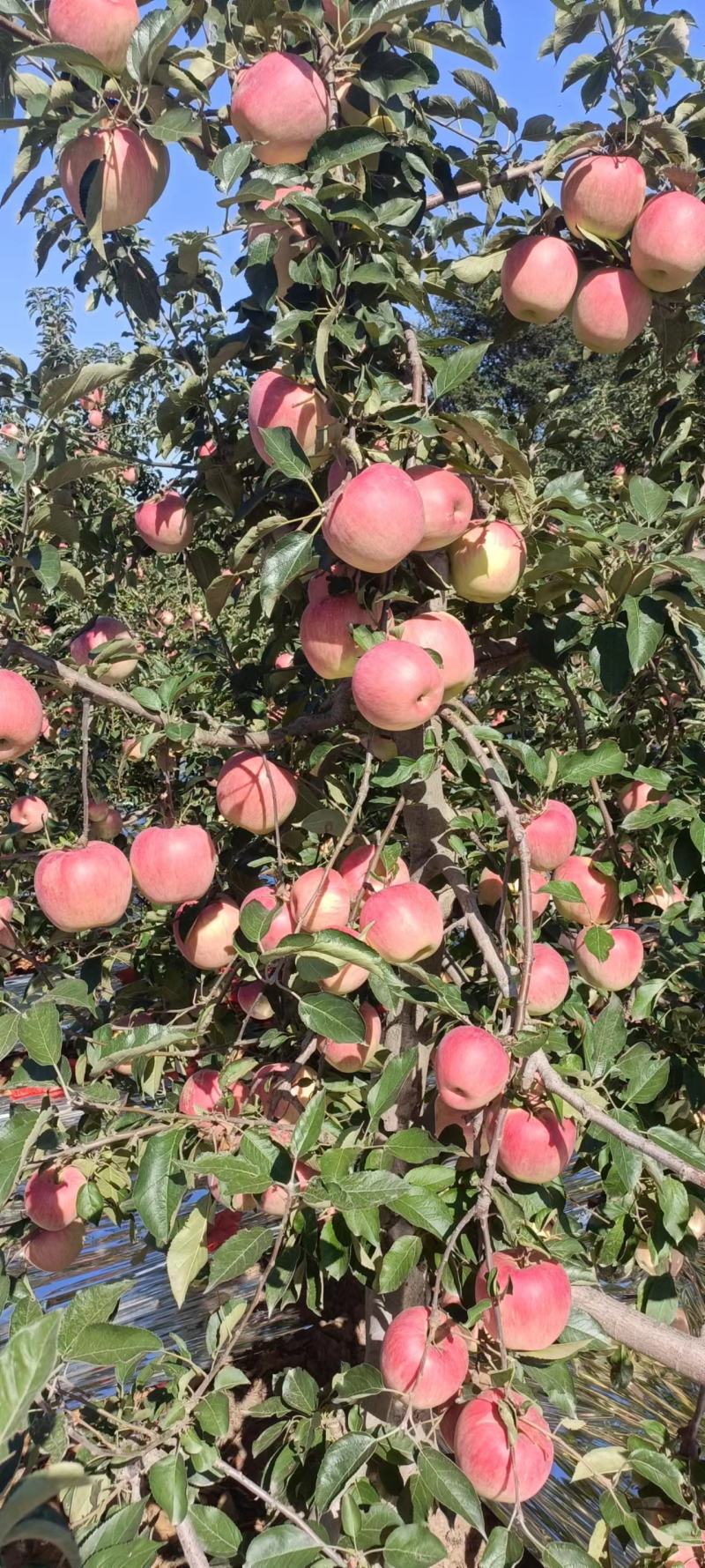 辽宁绥中产地寒富苹果大量上市