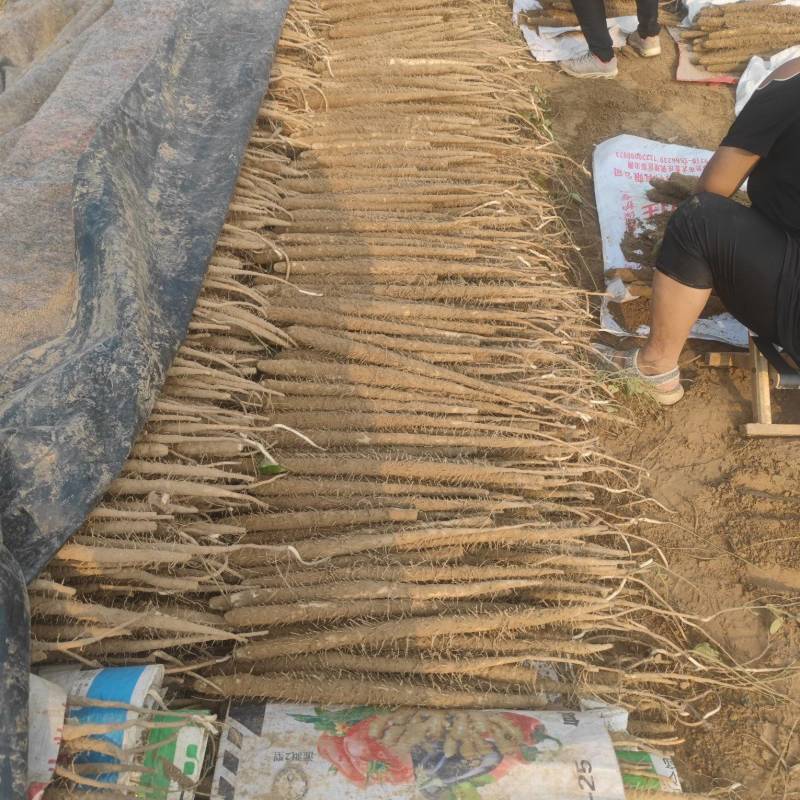 深州小白嘴山药中国山药看河北白嘴山药看深州