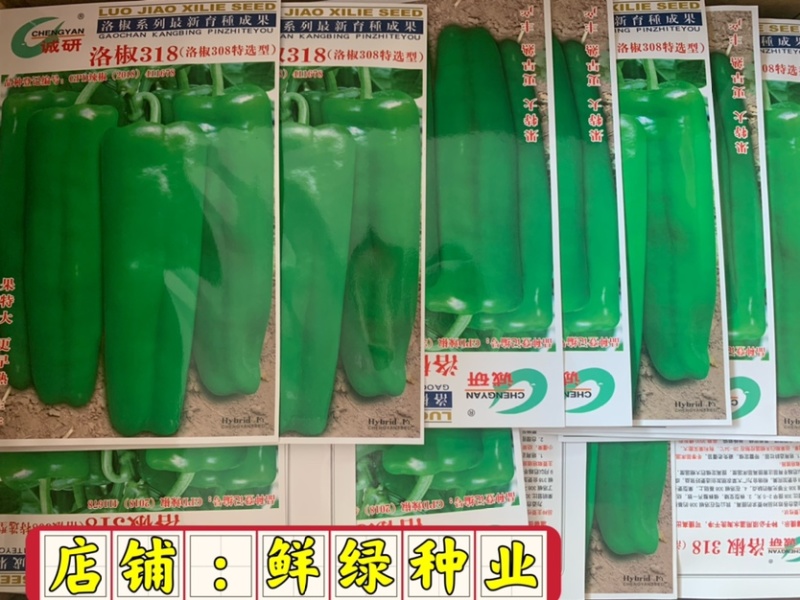 洛椒318（洛椒308特选型）：早熟、光滑、顺直
