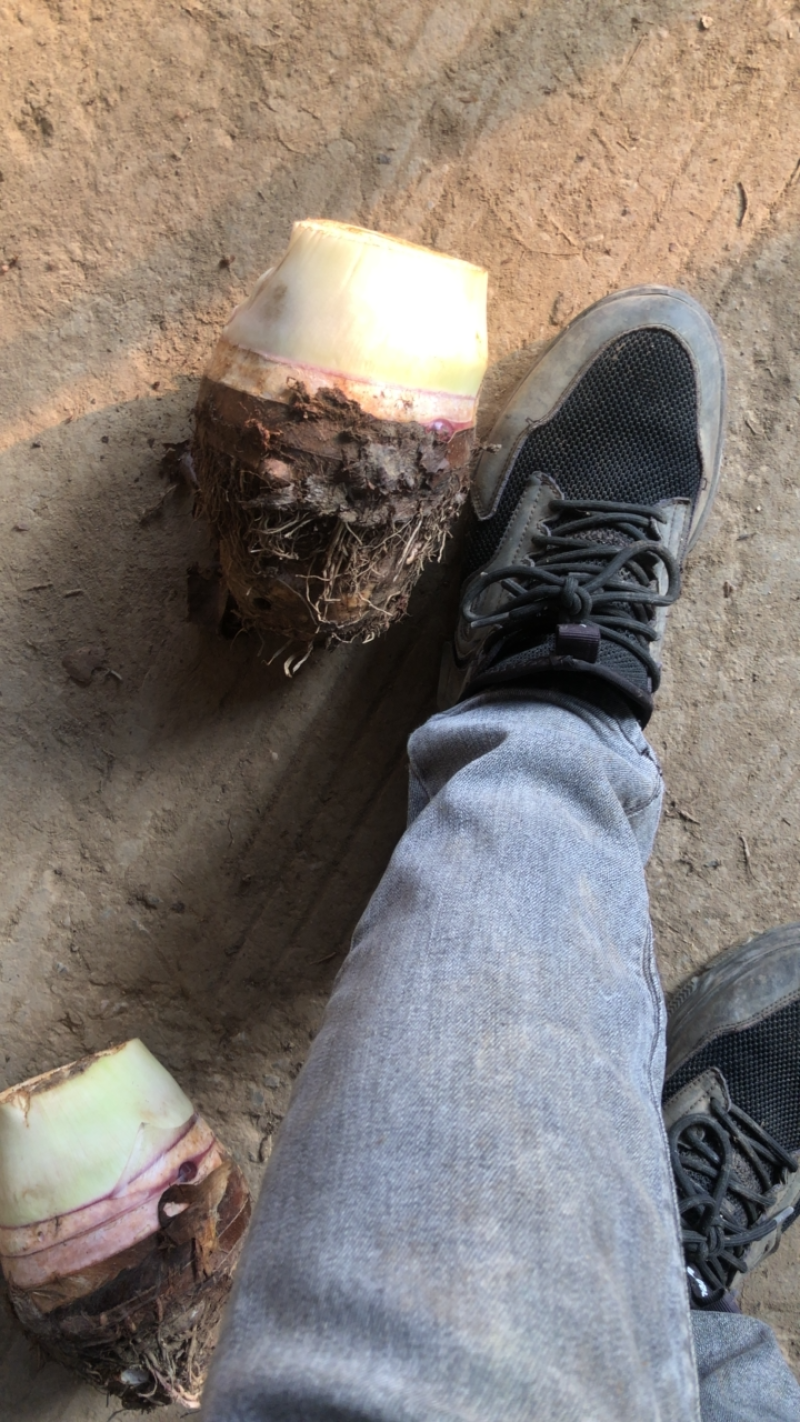 广西香芋产地直销包香包粉货源充足