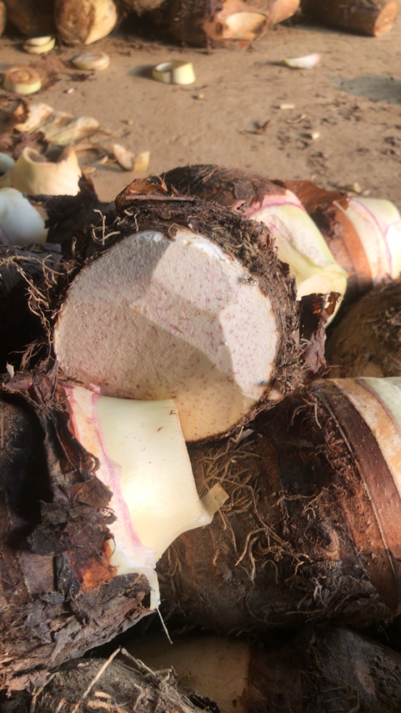 广西香芋产地直销包香包粉货源充足