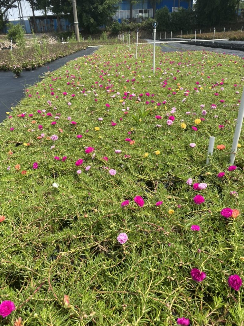 太阳花，广东省佛山基地直销