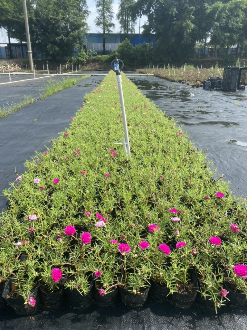 太阳花，广东省佛山基地直销