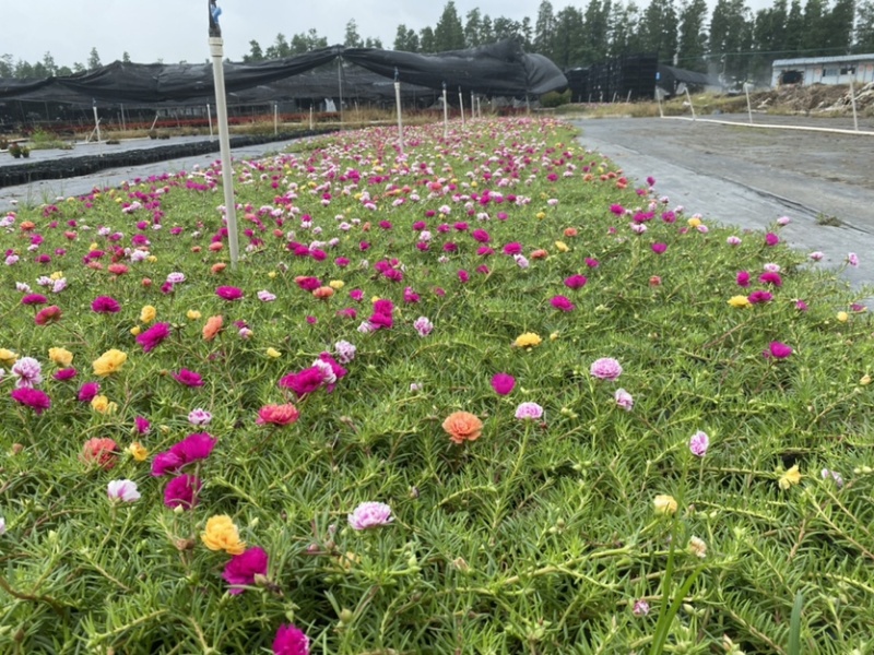 太阳花，广东省佛山基地直销