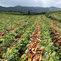 云南万亩基地萝卜加工厂货源。
