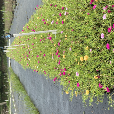 太阳花,广东省佛山基地直销
