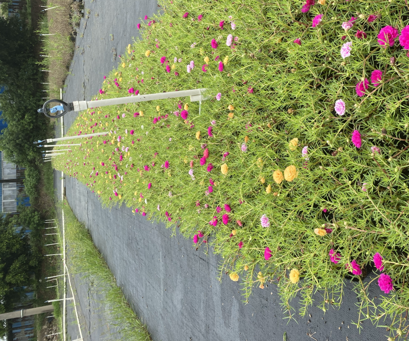 太阳花，广东省佛山基地直销