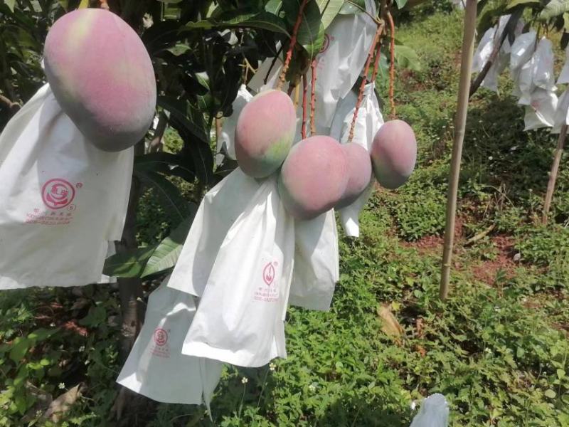 攀枝花凯特芒果，皮薄肉厚，果肉香甜细腻，果型均匀