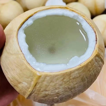 椰子海南精品椰子实力供货支持各大平台供货