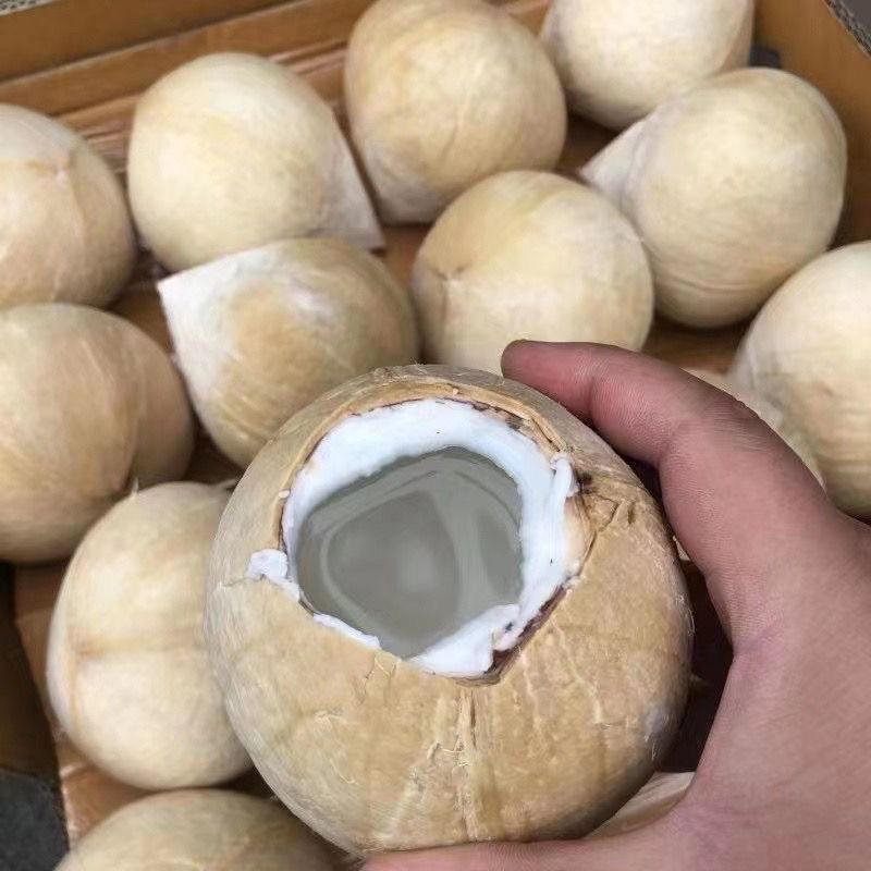 椰子海南精品椰子实力供货支持各大平台供货
