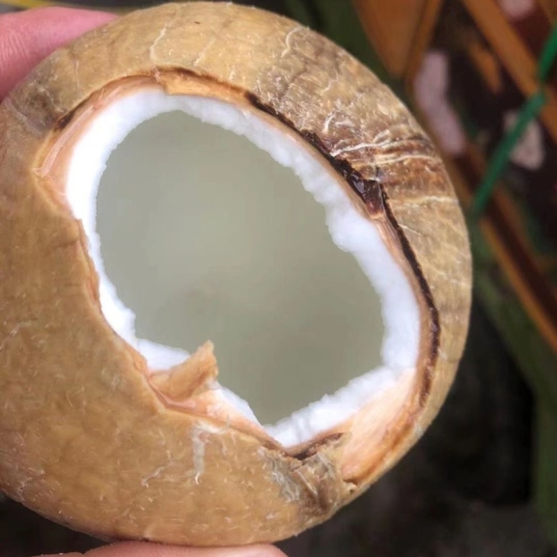 椰子海南精品椰子实力供货支持各大平台供货