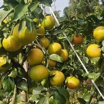 爱媛果冻橙产地直供果园一手货源价格随行就市