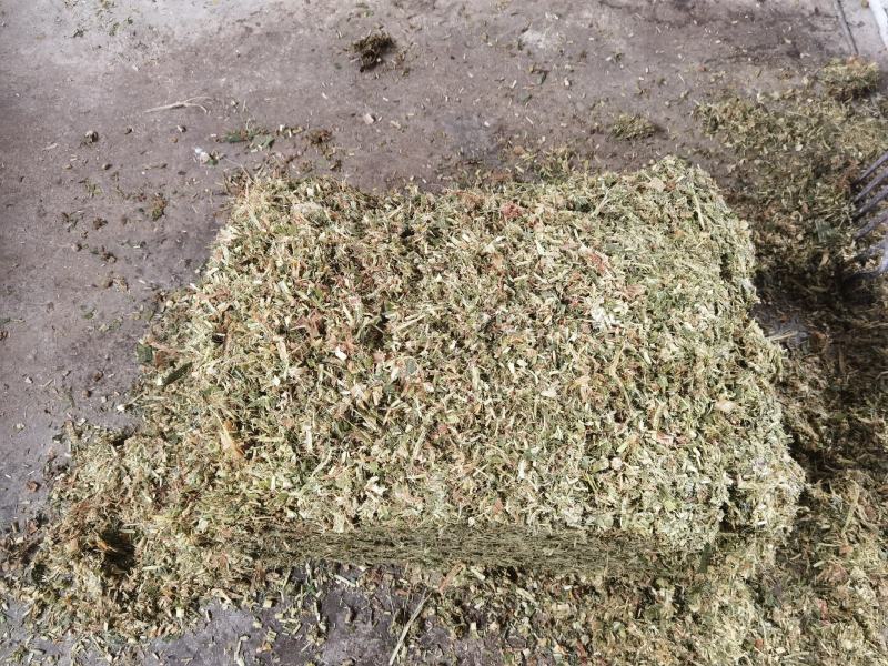 青贮料草种，甜象草，巨菌草，欢迎新老客户前来购买，