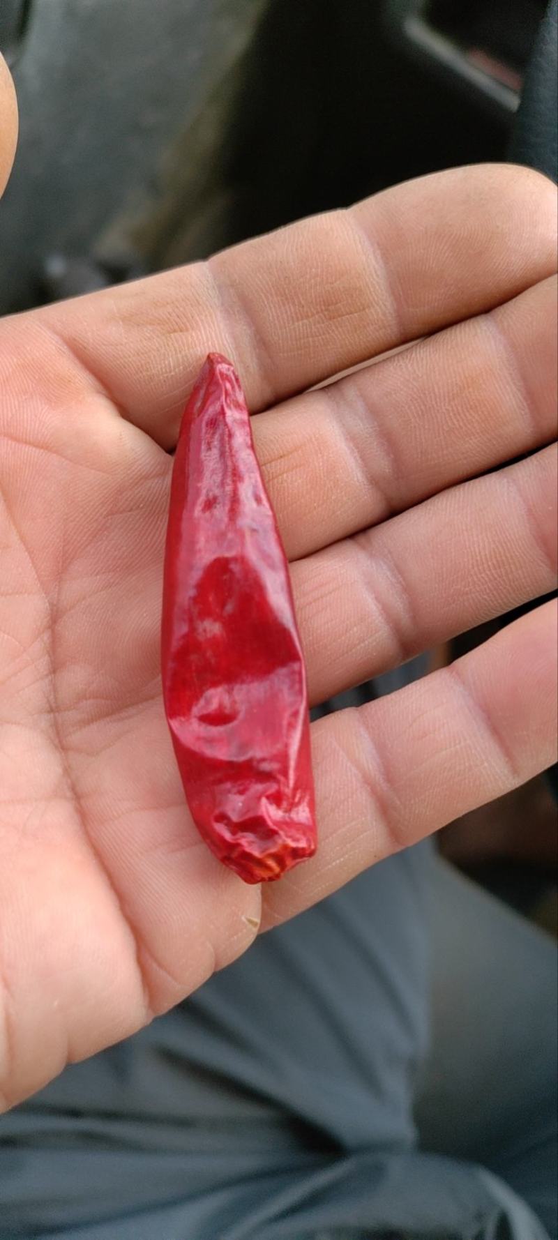 精品三樱椒