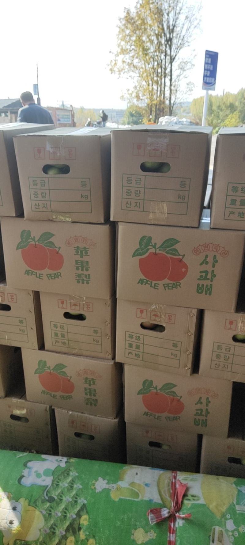 延边苹果梨，发源地，产地直售保质保量。