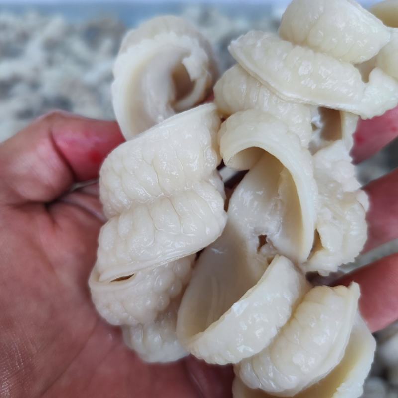 鲨鱼肠