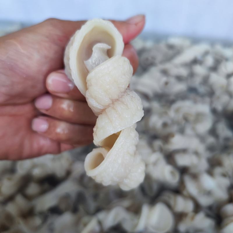 鲨鱼肠