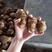 【热推】芋头电商货市场货通货大中小分级保质保量全国代发