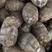 【热推】芋头电商货市场货通货大中小分级保质保量全国代发