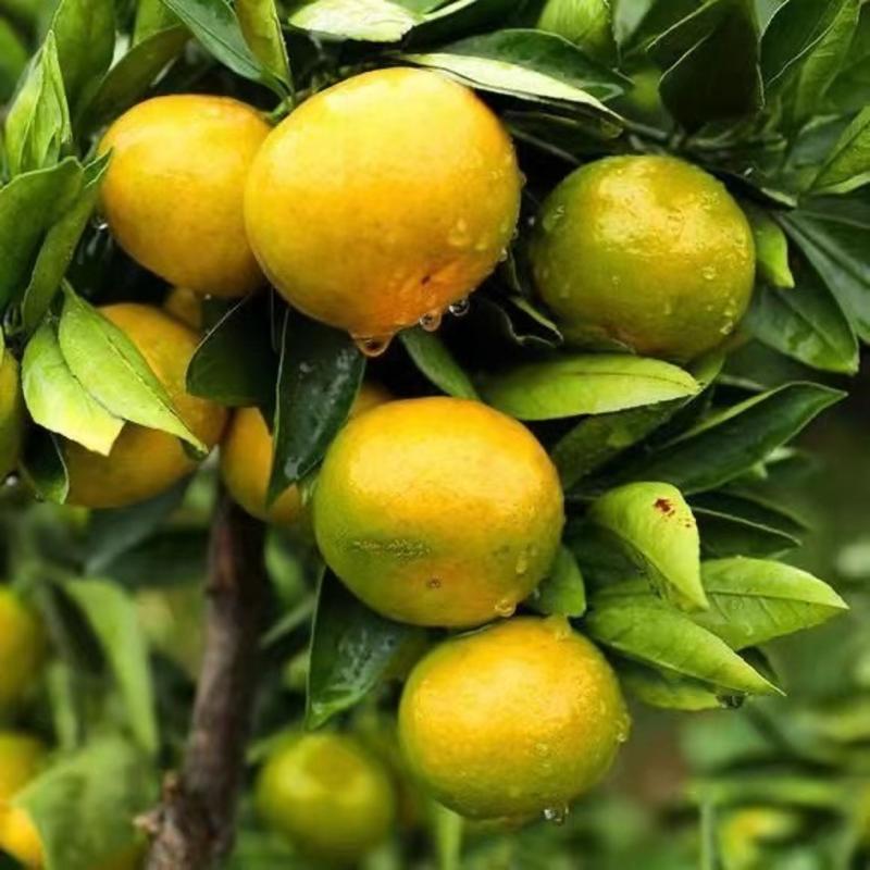 【精选】四川蜜橘大量上市皮薄味甜对接全国各地市场电商团购