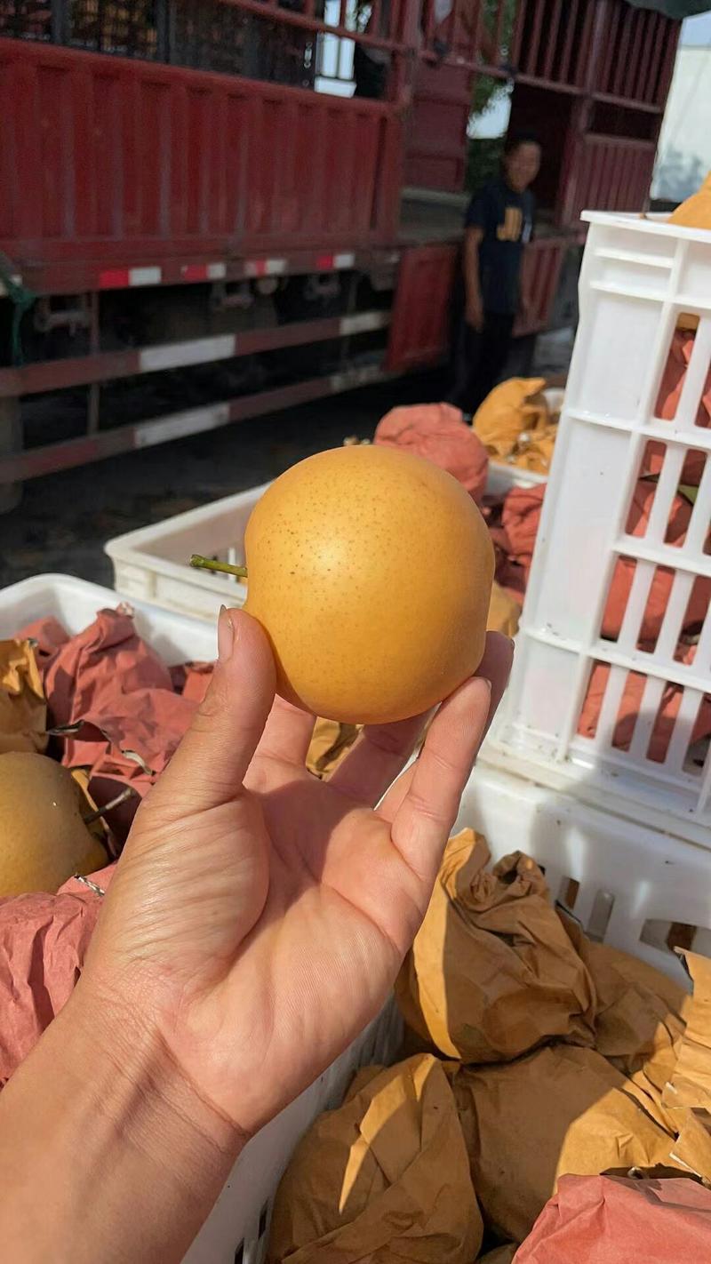 精品秋月梨，黄梨产地一手货源大量上市欢迎选购
