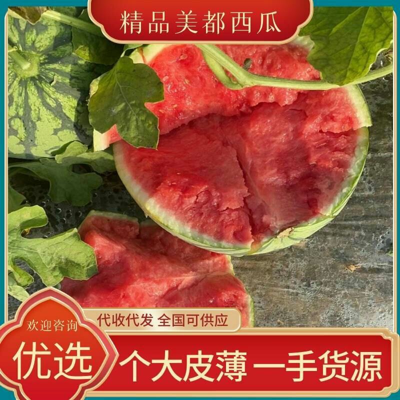 【美都西瓜】西瓜小薄皮大红瓤产地一手货源实力代收代发