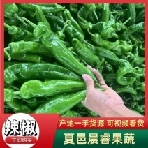 【301辣椒】螺丝椒线椒河南夏邑辣椒种植基地产地一手货源