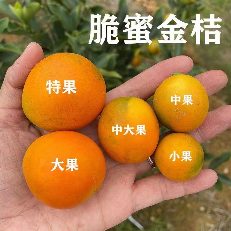 脆蜜金桔礼盒装融安第三代金桔对接所有渠道市场档口空运发货