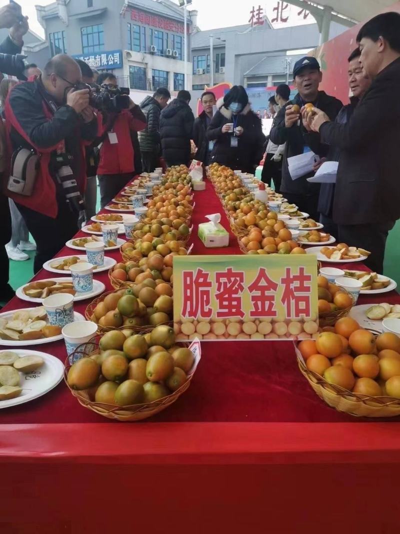 脆蜜金桔礼盒装融安第三代金桔对接所有渠道市场档口空运发货