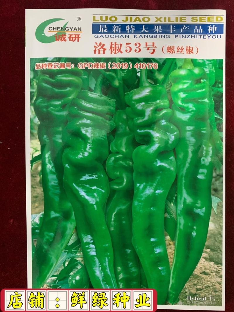 洛椒53号（螺丝椒）味香辣，早中熟、抗性优