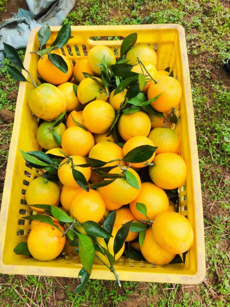 广西纽荷尔脐橙皮薄肉甜颜色红60起步纯甜无酸