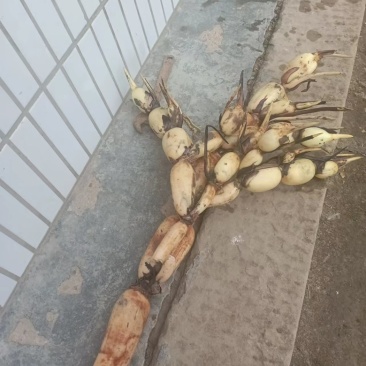 莲藕种植基地，大量出货中，基地直供规格齐全，质量保证