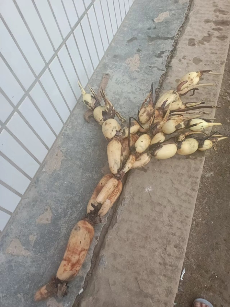 莲藕种植基地，大量出货中，基地直供规格齐全，质量保证