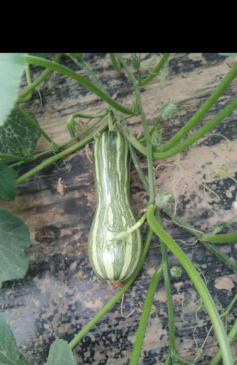 嫩南瓜泡