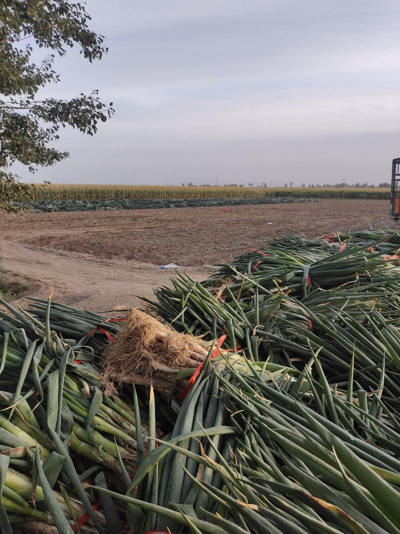 甘肃民勤沙土地高品质质铁杆大葱日本钢葱！