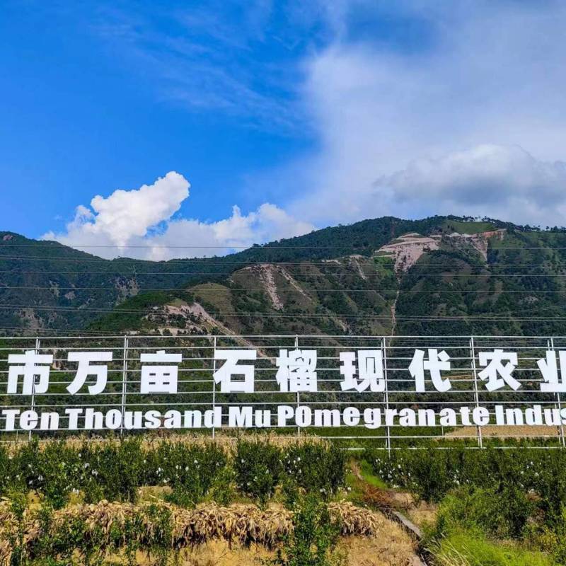 【精品】突尼斯软籽石榴口感好，汁水多，产地直发，欢迎致电