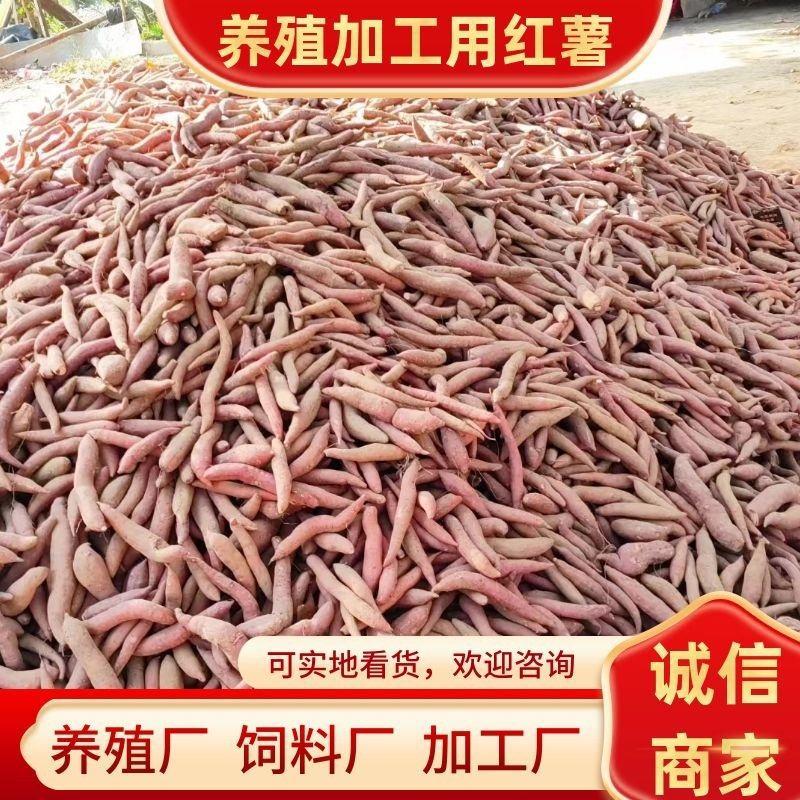 养殖红薯，做饲料，养殖厂，大量有货，价位不高。