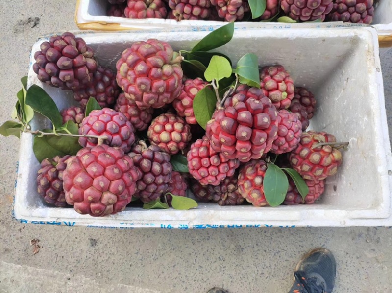 布福娜鲜果