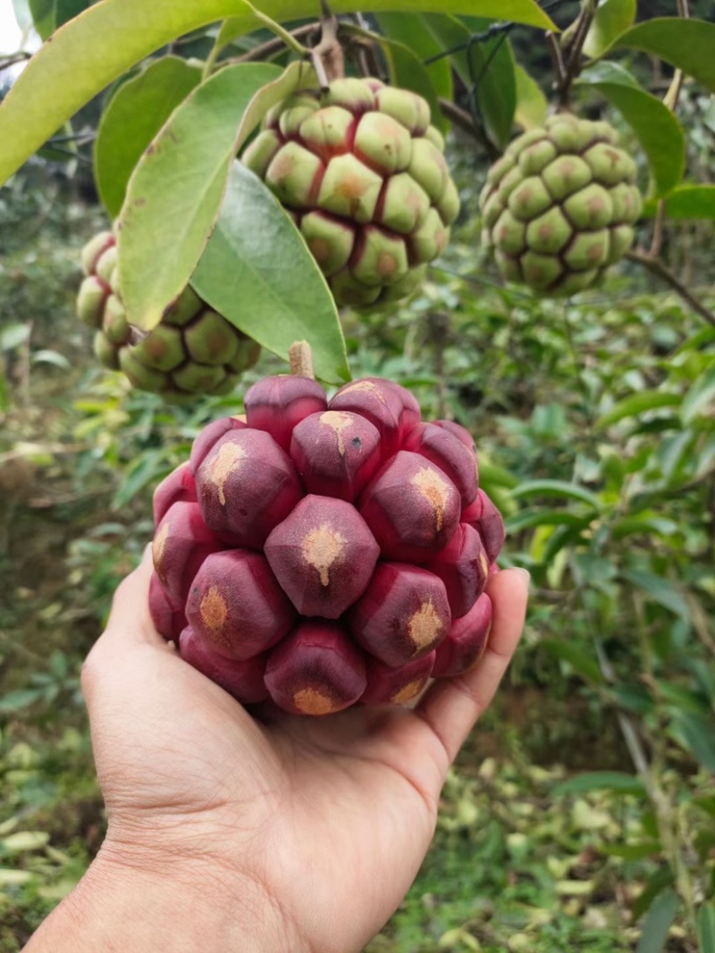 布福娜鲜果