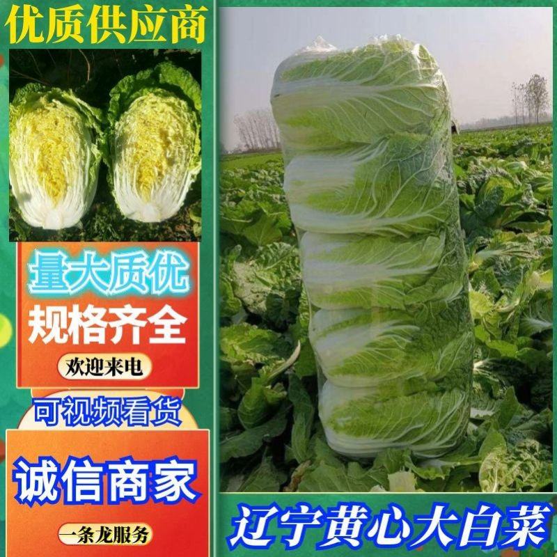 【黄心大白菜】辽宁白菜价格便宜规格齐全一条龙服务
