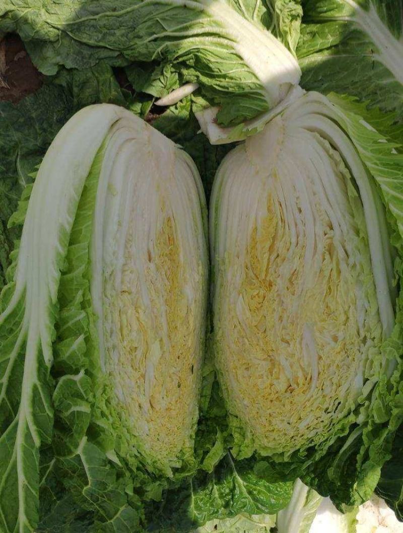 【黄心大白菜】辽宁白菜价格便宜规格齐全一条龙服务