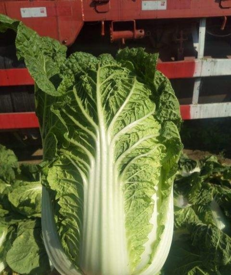 【黄心大白菜】辽宁白菜价格便宜规格齐全一条龙服务
