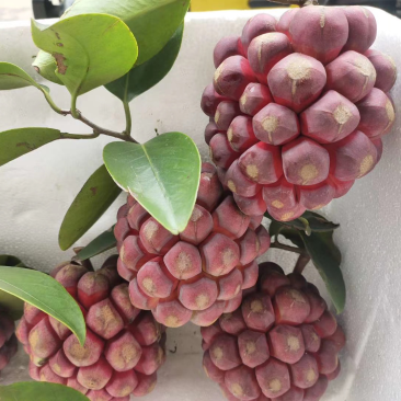 布福娜鲜果