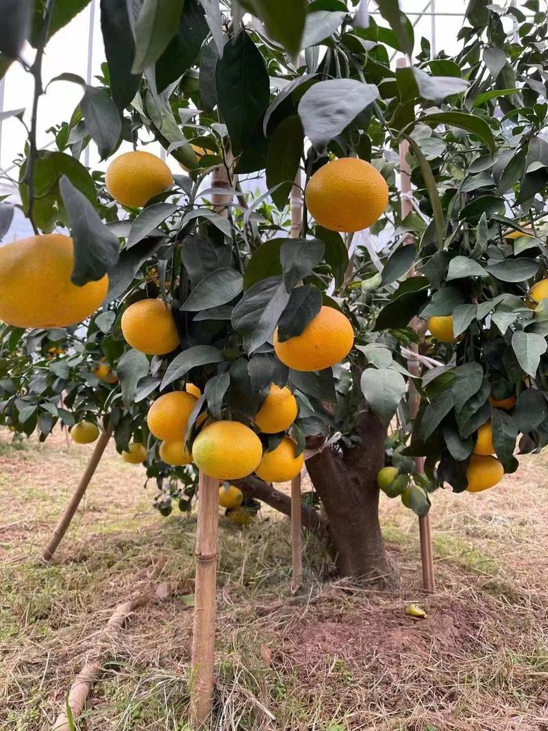 【实力】爱媛38号果冻橙子大量柑桔鲜果产地批发供应