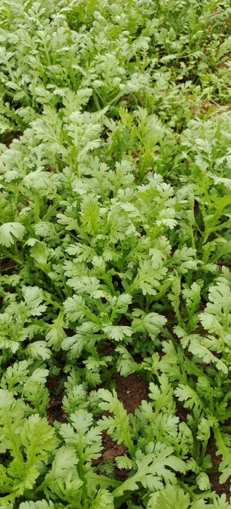 湖北小叶茼蒿，皇帝菜正在上市支持配菜
