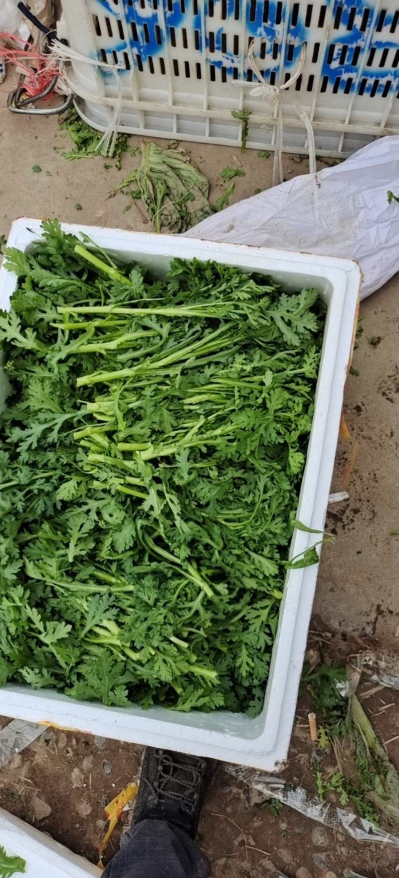 湖北小叶茼蒿，皇帝菜正在上市支持配菜